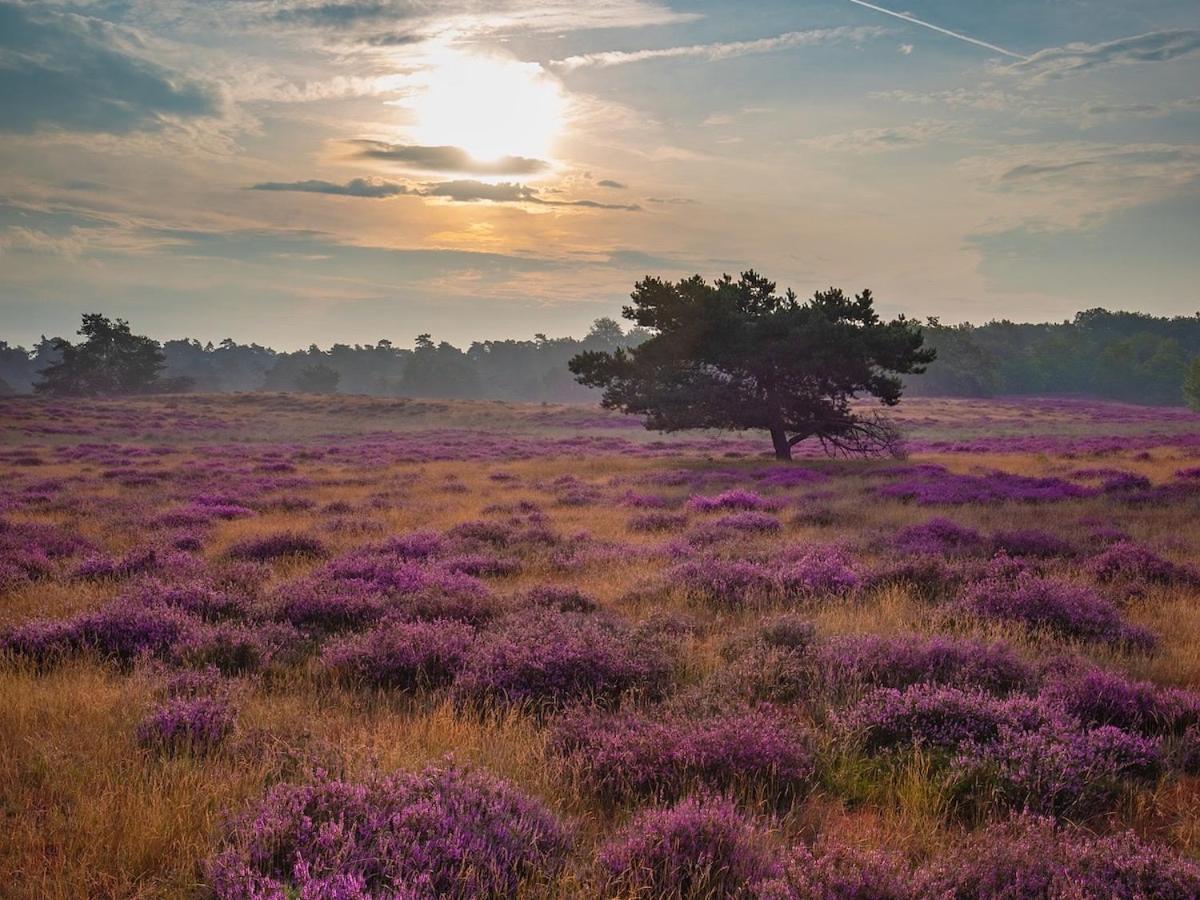 Отель Woodz Aan De Bosrand Anloo Экстерьер фото